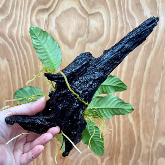 Scapeshop.com.au One Only Anubias Coffeefolia on Medium Driftwood Creation - One Only - Fancy Anubias Paco on Medium Driftwood - One Only - Aquarium Plants Australia