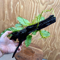 Scapeshop.com.au One Only Anubias Coffeefolia on Medium Driftwood Creation - One Only - Fancy Anubias Paco on Medium Driftwood - One Only - Aquarium Plants Australia