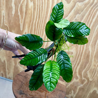 Scapeshop.com.au One Only Anubias Coffeefolia on Medium Driftwood Creation - One Only - Fancy Anubias Paco on Medium Driftwood - One Only - Aquarium Plants Australia