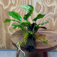 Scapeshop.com.au One Only Anubias Coffeefolia on Medium Driftwood Creation - One Only - Fancy Anubias Paco on Medium Driftwood - One Only - Aquarium Plants Australia