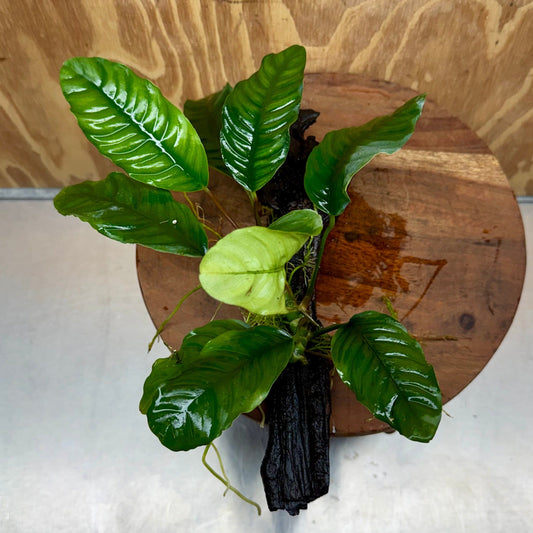 Scapeshop.com.au One Only Anubias Coffeefolia on Medium Driftwood Creation - One Only - Fancy Anubias Paco on Medium Driftwood - One Only - Aquarium Plants Australia