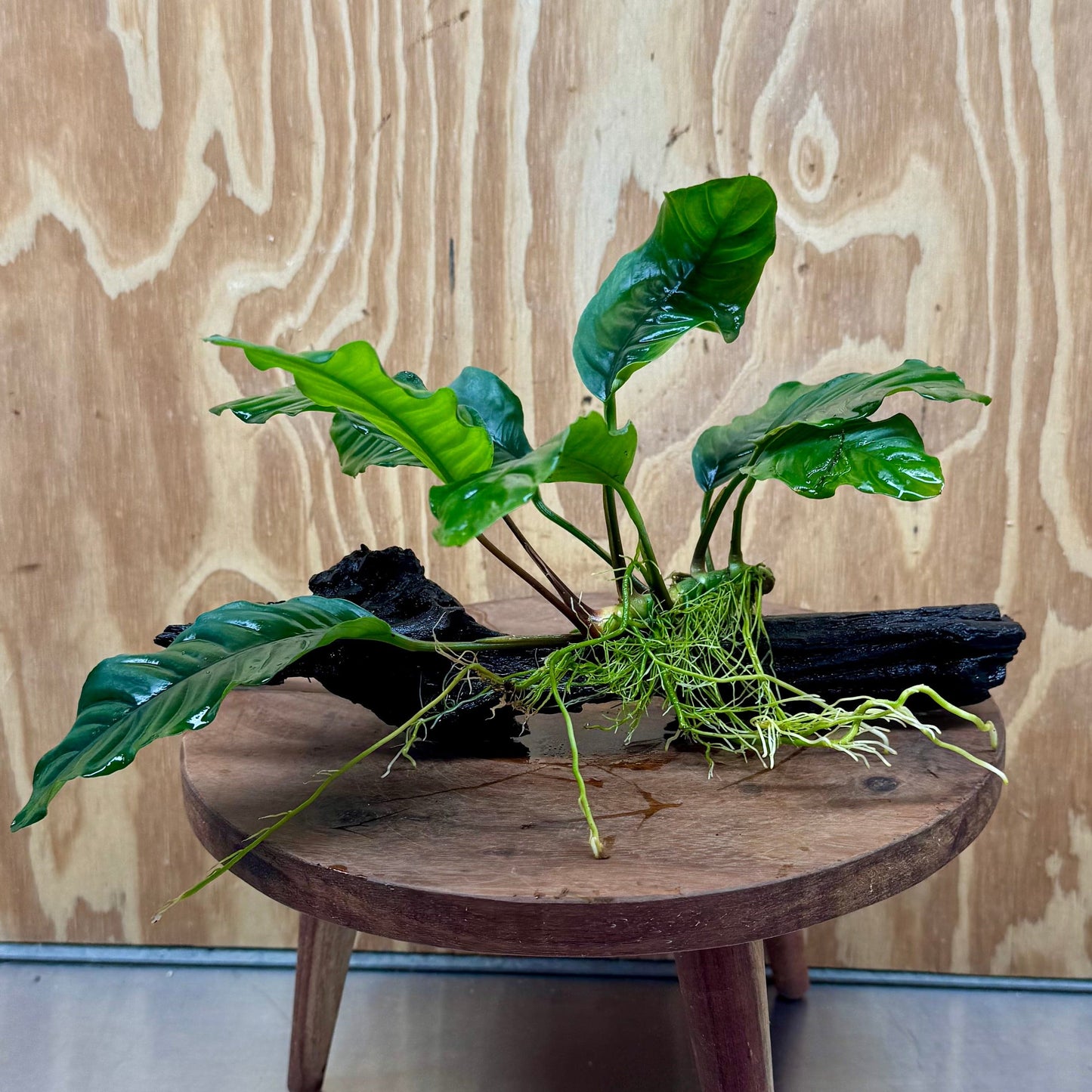 Scapeshop.com.au One Only Anubias Coffeefolia on Medium Driftwood Creation - One Only - Fancy Anubias Paco on Medium Driftwood - One Only - Aquarium Plants Australia