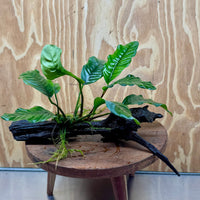Scapeshop.com.au One Only Anubias Coffeefolia on Medium Driftwood Creation - One Only - Fancy Anubias Paco on Medium Driftwood - One Only - Aquarium Plants Australia