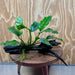 Scapeshop.com.au One Only Anubias Coffeefolia on Medium Driftwood Creation - One Only - Fancy Anubias Paco on Medium Driftwood - One Only - Aquarium Plants Australia