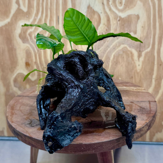 Scapeshop.com.au One Only Anubias 'Coffeefolia' on Medium Driftwood Creation - One Only - Grace Anubias Coffeefolia on Medium Driftwood - ONE ONLY - Scapeshop