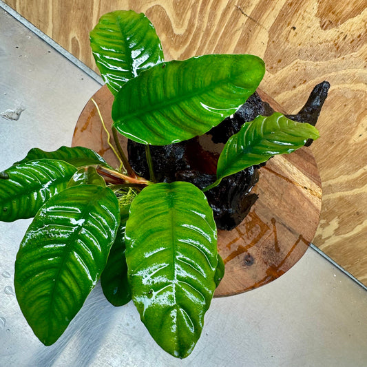 Scapeshop.com.au One Only Anubias 'Coffeefolia' on Medium Driftwood Creation - One Only - Grace Anubias Coffeefolia on Medium Driftwood - ONE ONLY - Scapeshop