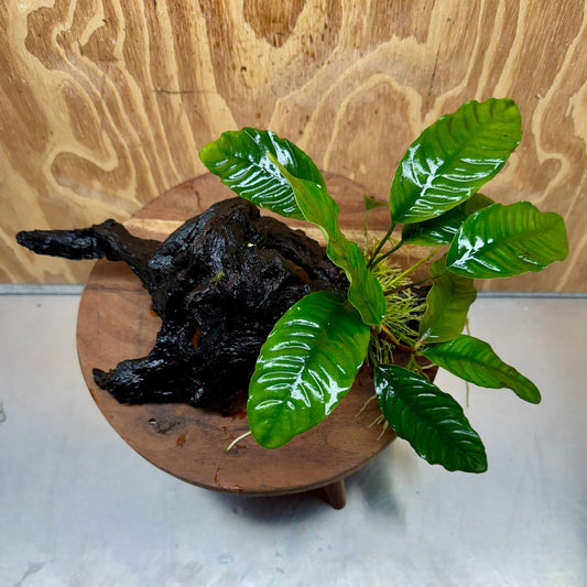 Scapeshop.com.au One Only Anubias 'Coffeefolia' on Medium Driftwood Creation - One Only - Grace Anubias Coffeefolia on Medium Driftwood - ONE ONLY - Scapeshop
