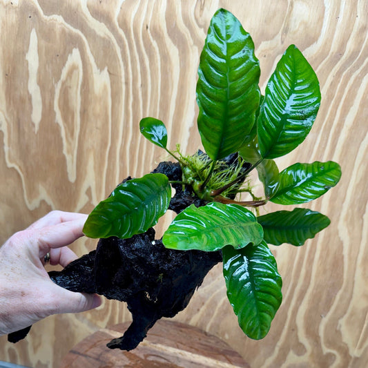 Scapeshop.com.au One Only Anubias 'Coffeefolia' on Medium Driftwood Creation - One Only - Grace Anubias Coffeefolia on Medium Driftwood - ONE ONLY - Scapeshop