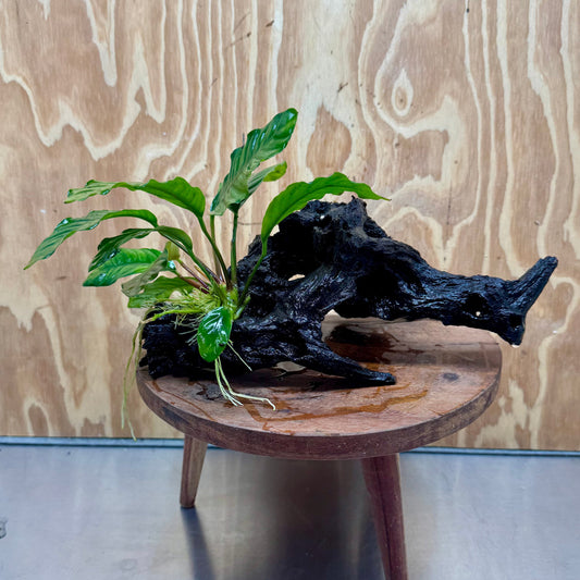 Scapeshop.com.au One Only Anubias 'Coffeefolia' on Medium Driftwood Creation - One Only - Grace Anubias Coffeefolia on Medium Driftwood - ONE ONLY - Scapeshop