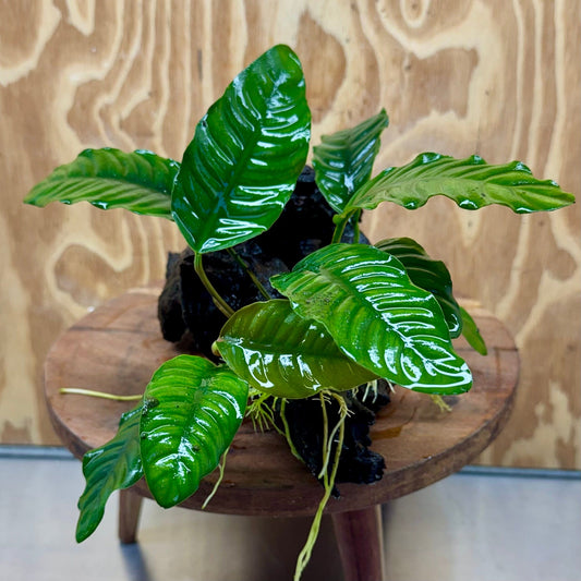 Scapeshop.com.au One Only Anubias 'Coffeefolia' on Medium Driftwood Creation - One Only - Grace Anubias Coffeefolia on Medium Driftwood - ONE ONLY - Scapeshop