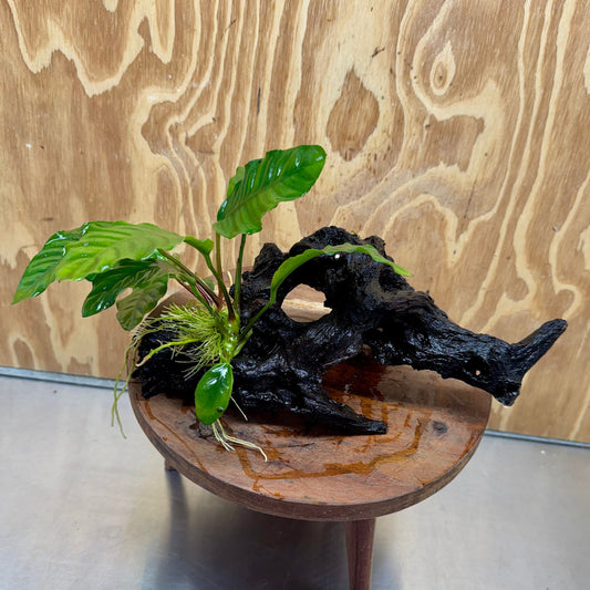 Scapeshop.com.au One Only Anubias 'Coffeefolia' on Medium Driftwood Creation - One Only - Grace Anubias Coffeefolia on Medium Driftwood - ONE ONLY - Scapeshop