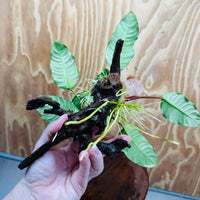 Scapeshop.com.au One Only Anubias 'Coffeefolia' on Medium Driftwood Creation - One Only - Grace Anubias Coffeefolia on Medium Driftwood - ONE ONLY - Scapeshop