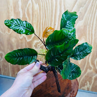 Scapeshop.com.au One Only Anubias 'Coffeefolia' on Medium Driftwood Creation - One Only - Grace Anubias Coffeefolia on Medium Driftwood - ONE ONLY - Scapeshop