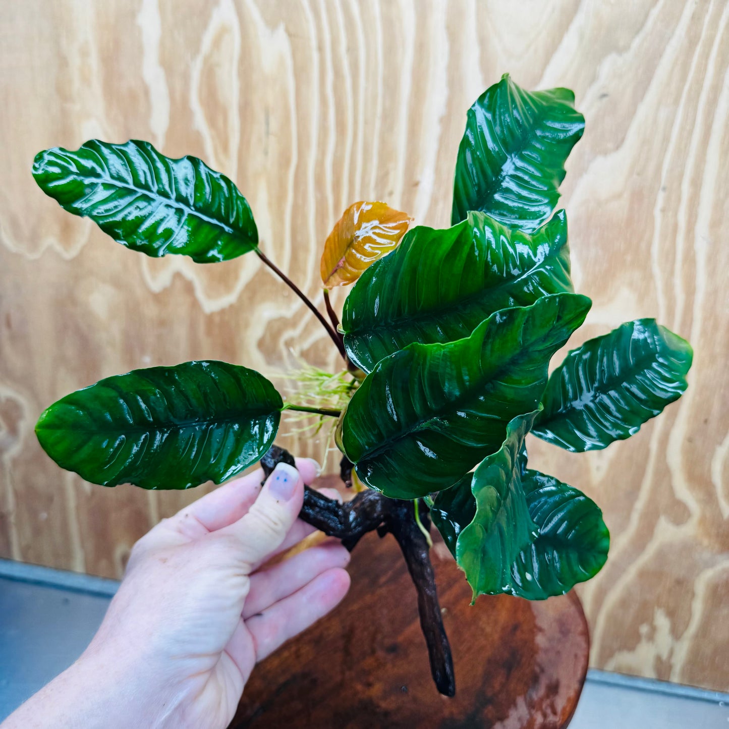 Scapeshop.com.au One Only Anubias 'Coffeefolia' on Medium Driftwood Creation - One Only - Grace Anubias Coffeefolia on Medium Driftwood - ONE ONLY - Scapeshop