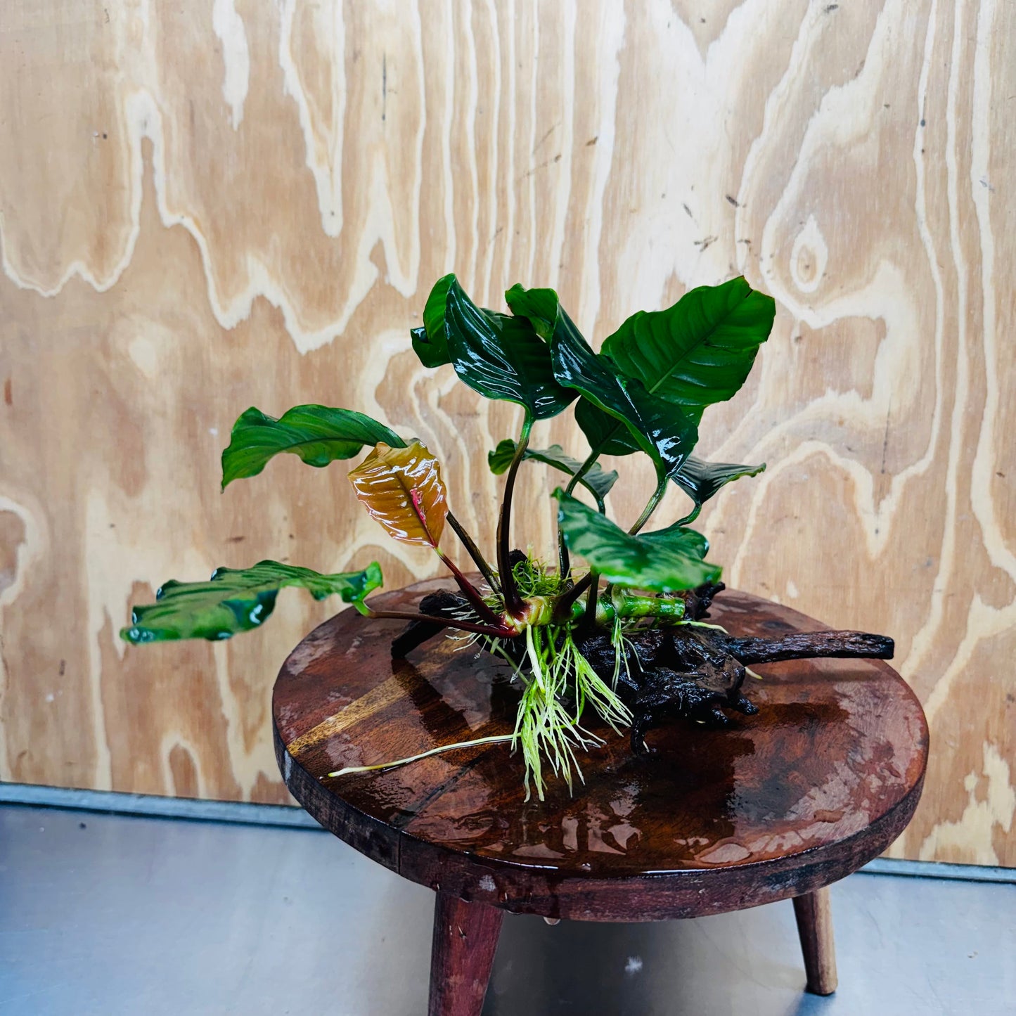 Scapeshop.com.au One Only Anubias 'Coffeefolia' on Medium Driftwood Creation - One Only - Grace Anubias Coffeefolia on Medium Driftwood - ONE ONLY - Scapeshop