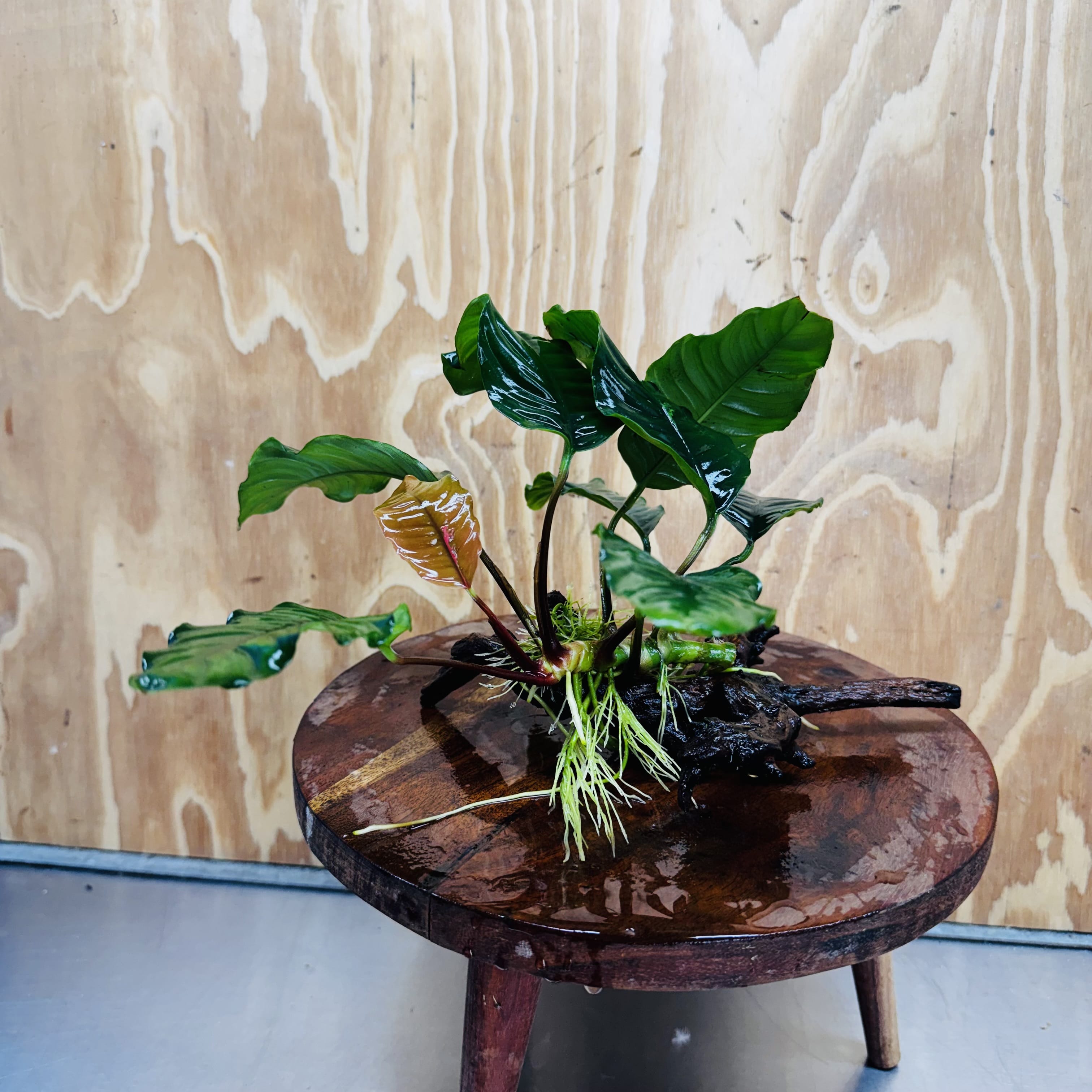 Scapeshop.com.au One Only Anubias 'Coffeefolia' on Medium Driftwood Creation - One Only - Grace Anubias Coffeefolia on Medium Driftwood - ONE ONLY - Scapeshop