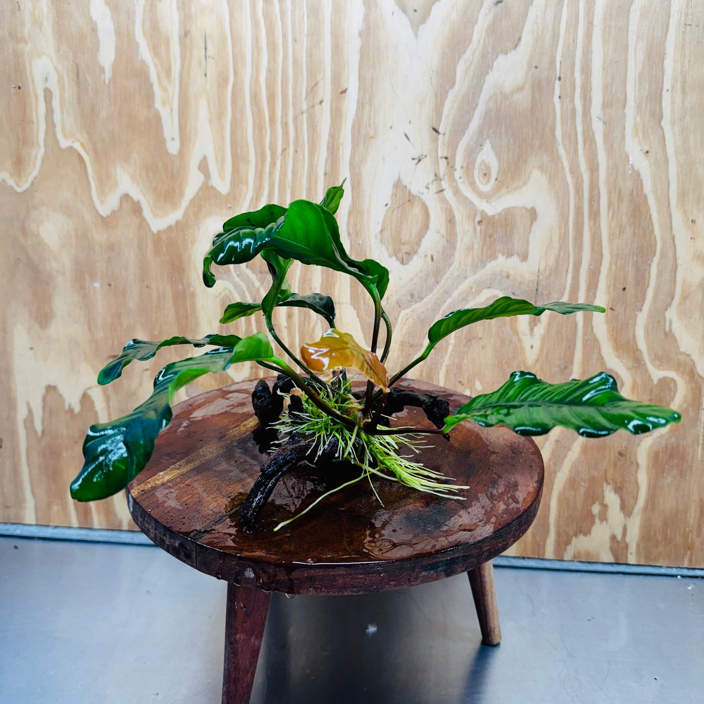 Scapeshop.com.au One Only Anubias 'Coffeefolia' on Medium Driftwood Creation - One Only - Grace Anubias Coffeefolia on Medium Driftwood - ONE ONLY - Scapeshop