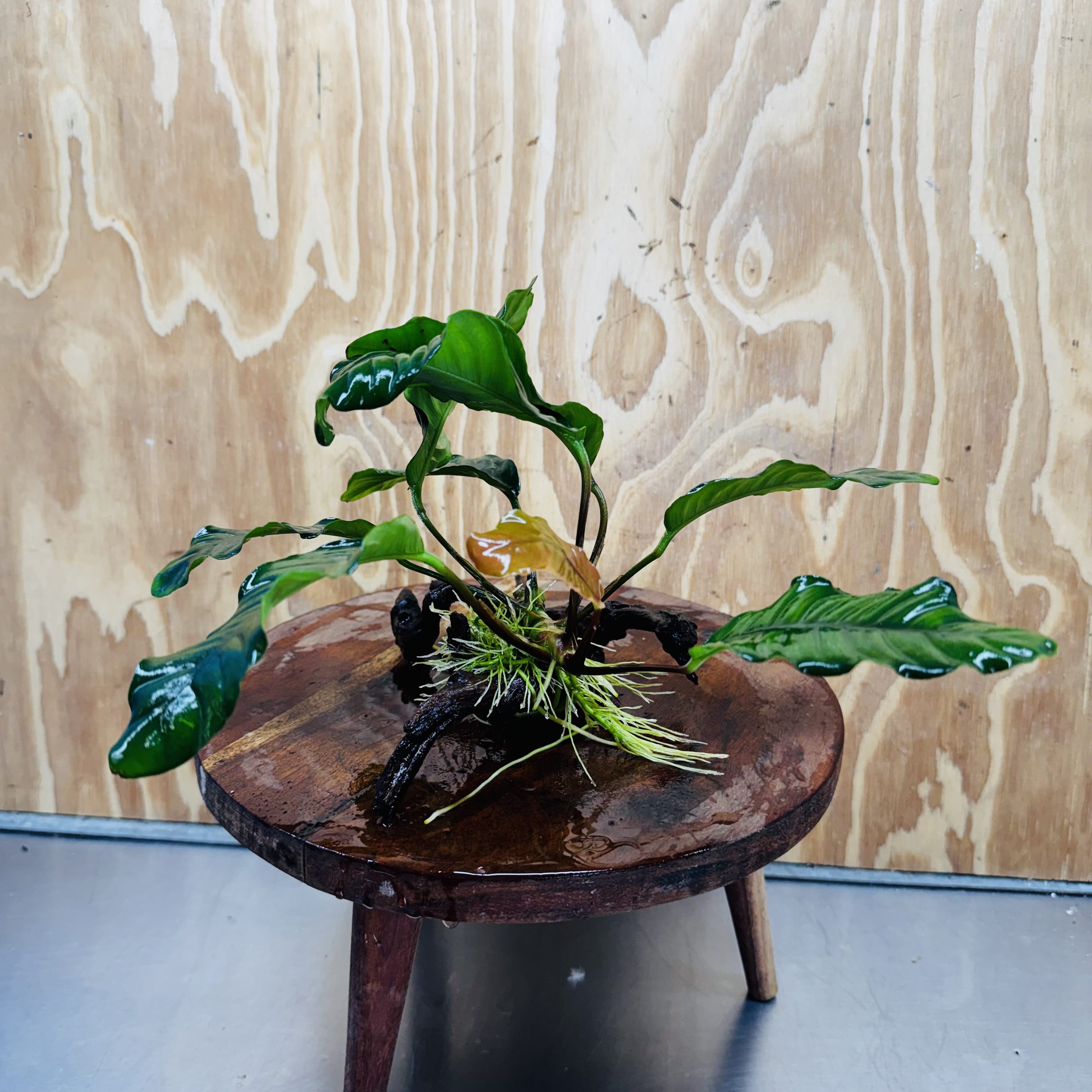 Scapeshop.com.au One Only Anubias 'Coffeefolia' on Medium Driftwood Creation - One Only - Grace Anubias Coffeefolia on Medium Driftwood - ONE ONLY - Scapeshop