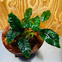 Scapeshop.com.au One Only Anubias 'Coffeefolia' on Medium Driftwood Creation - One Only - Grace Anubias Coffeefolia on Medium Driftwood - ONE ONLY - Scapeshop