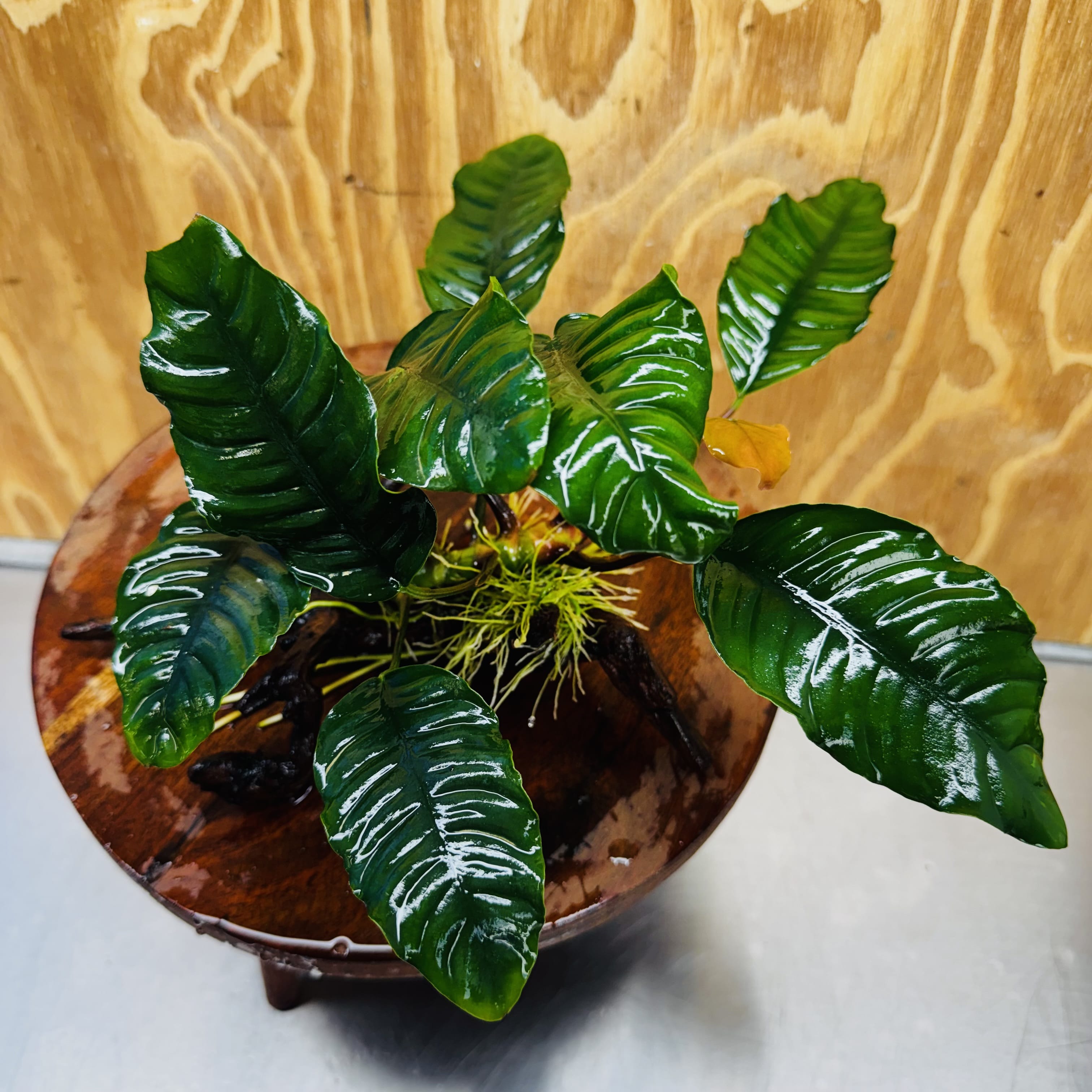 Scapeshop.com.au One Only Anubias 'Coffeefolia' on Medium Driftwood Creation - One Only - Grace Anubias Coffeefolia on Medium Driftwood - ONE ONLY - Scapeshop