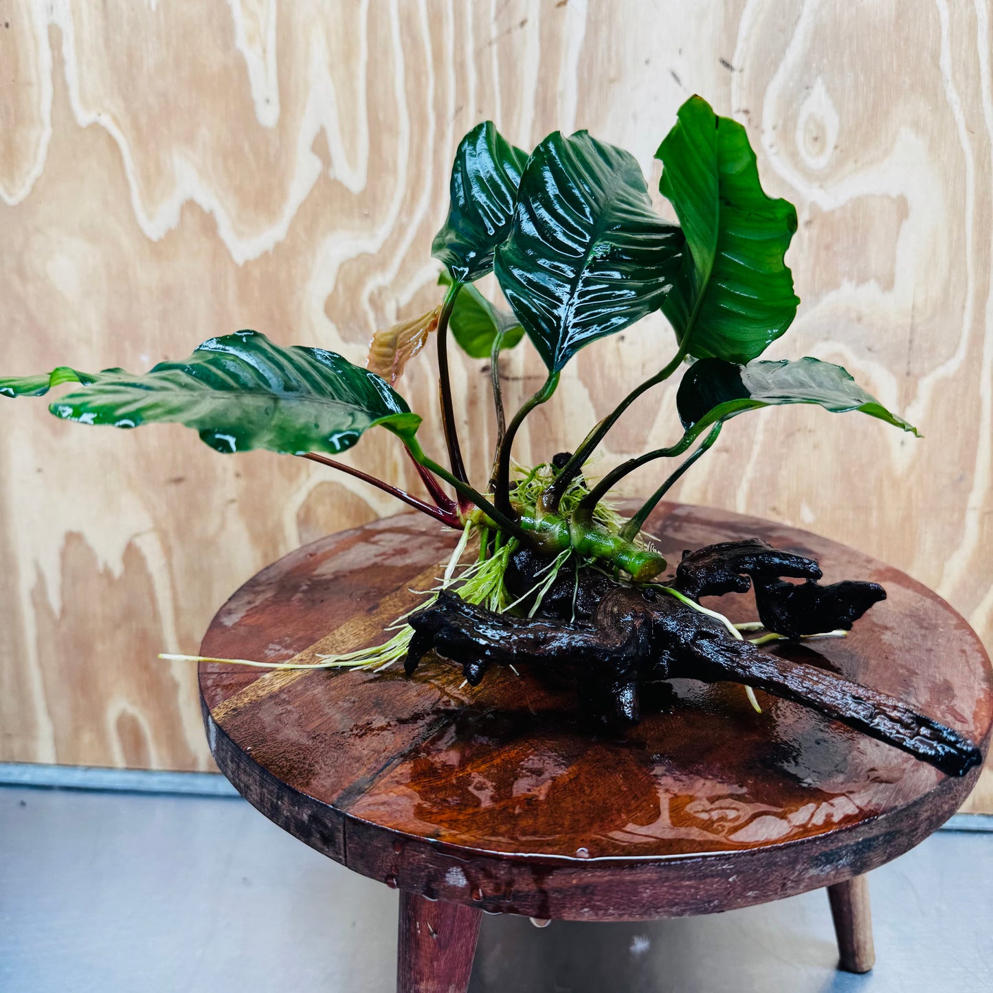 Scapeshop.com.au One Only Anubias 'Coffeefolia' on Medium Driftwood Creation - One Only - Grace Anubias Coffeefolia on Medium Driftwood - ONE ONLY - Scapeshop