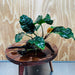 Scapeshop.com.au One Only Anubias 'Coffeefolia' on Medium Driftwood Creation - One Only - Grace Anubias Coffeefolia on Medium Driftwood - ONE ONLY - Scapeshop
