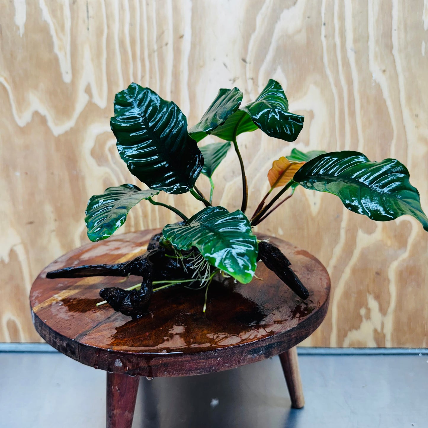 Scapeshop.com.au One Only Anubias 'Coffeefolia' on Medium Driftwood Creation - One Only - Grace Anubias Coffeefolia on Medium Driftwood - ONE ONLY - Scapeshop