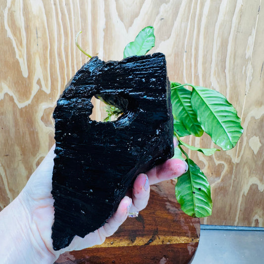 Scapeshop.com.au One Only Anubias 'Coffeefolia' on Medium Driftwood Creation - One Only - Grace Anubias Coffeefolia on Medium Driftwood - ONE ONLY - Scapeshop