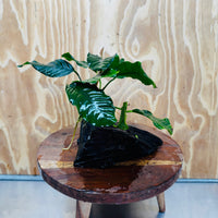 Scapeshop.com.au One Only Anubias 'Coffeefolia' on Medium Driftwood Creation - One Only - Grace Anubias Coffeefolia on Medium Driftwood - ONE ONLY - Scapeshop