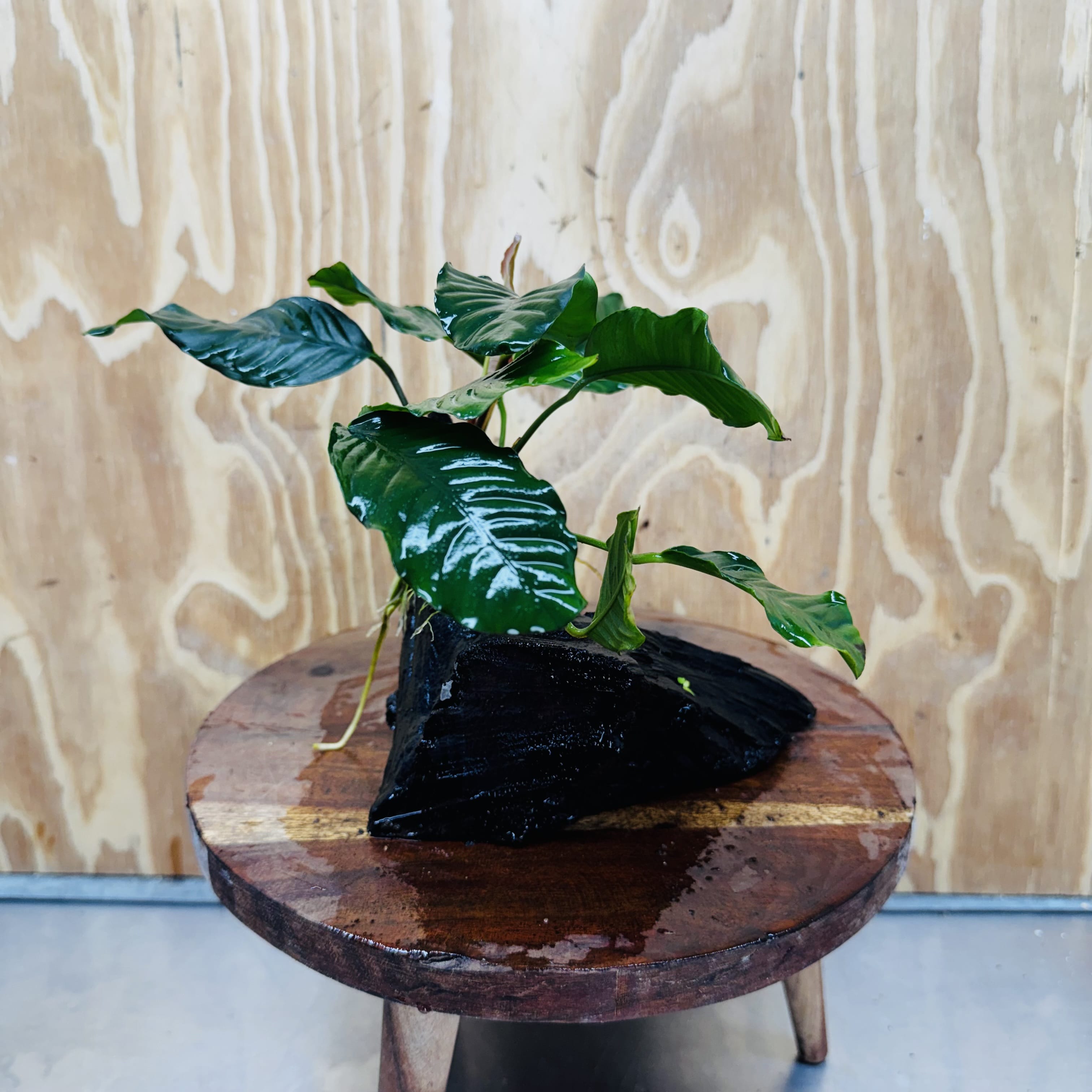 Scapeshop.com.au One Only Anubias 'Coffeefolia' on Medium Driftwood Creation - One Only - Grace Anubias Coffeefolia on Medium Driftwood - ONE ONLY - Scapeshop