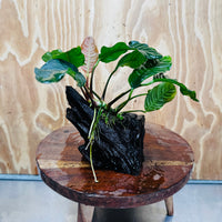 Scapeshop.com.au One Only Anubias 'Coffeefolia' on Medium Driftwood Creation - One Only - Grace Anubias Coffeefolia on Medium Driftwood - ONE ONLY - Scapeshop