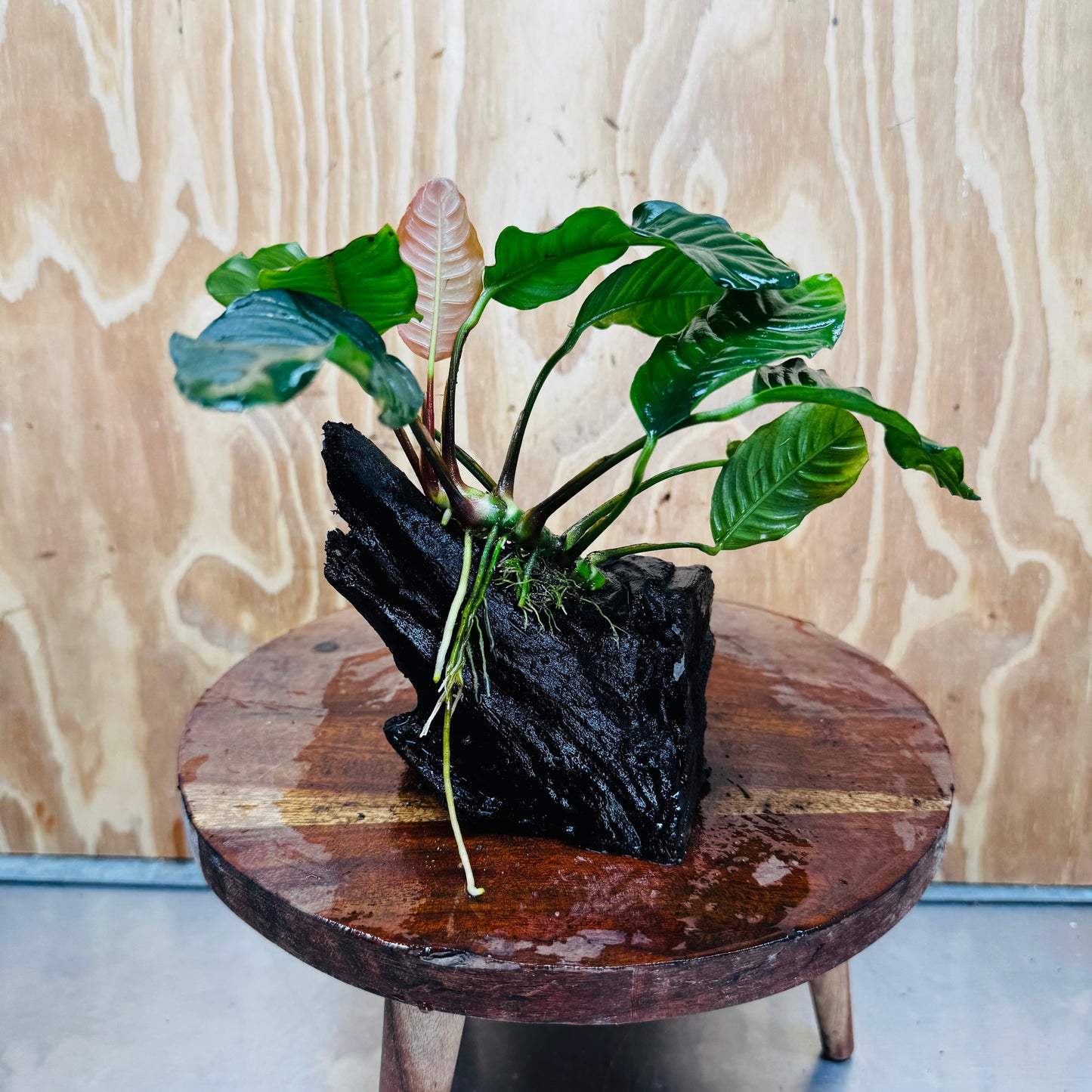 Scapeshop.com.au One Only Anubias 'Coffeefolia' on Medium Driftwood Creation - One Only - Grace Anubias Coffeefolia on Medium Driftwood - ONE ONLY - Scapeshop