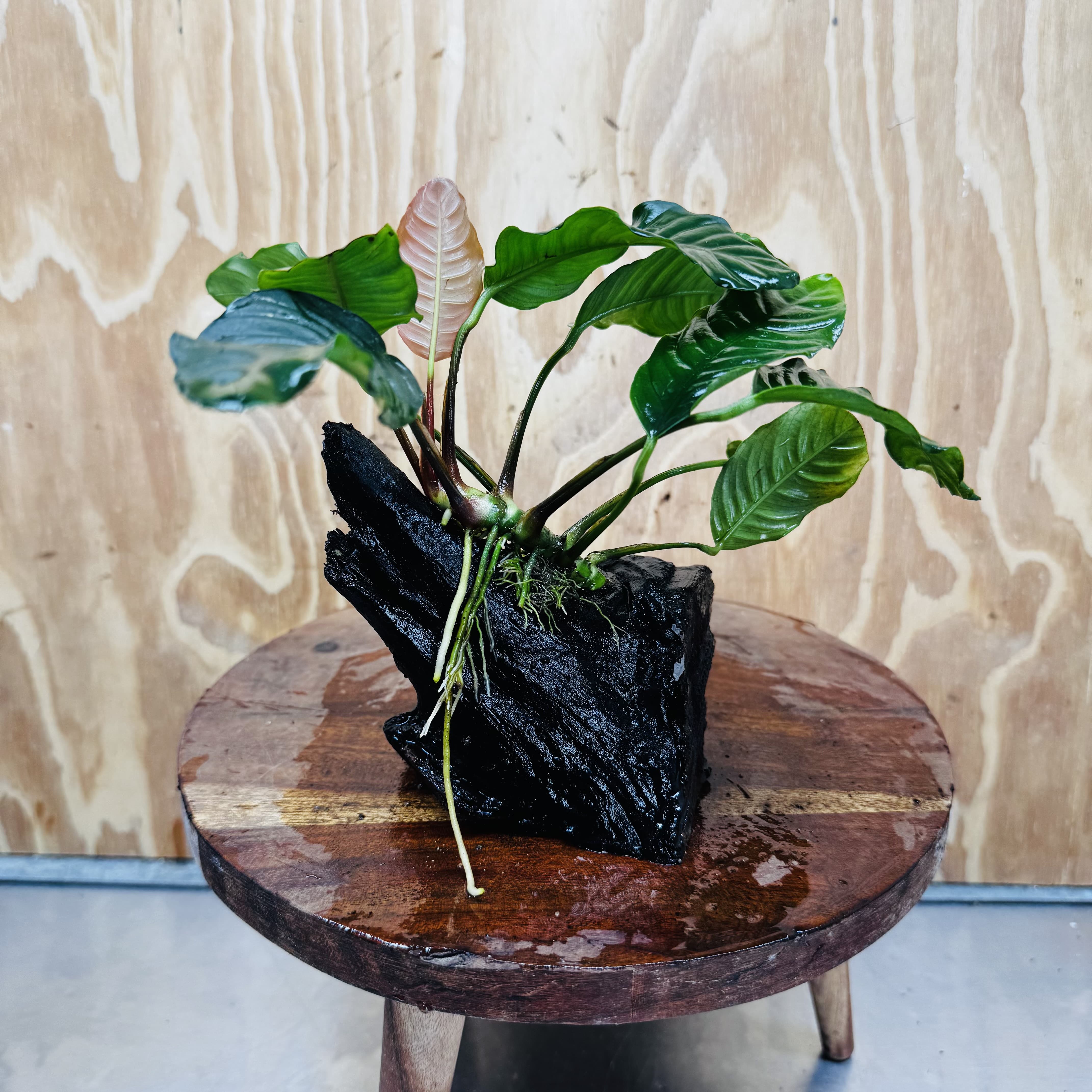 Scapeshop.com.au One Only Anubias 'Coffeefolia' on Medium Driftwood Creation - One Only - Grace Anubias Coffeefolia on Medium Driftwood - ONE ONLY - Scapeshop