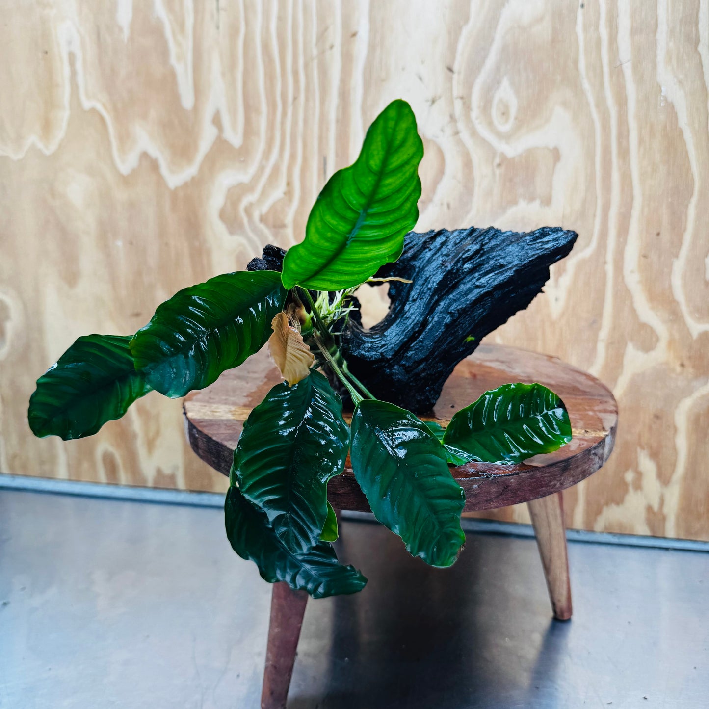 Scapeshop.com.au One Only Anubias 'Coffeefolia' on Medium Driftwood Creation - One Only - Grace Anubias Coffeefolia on Medium Driftwood - ONE ONLY - Scapeshop