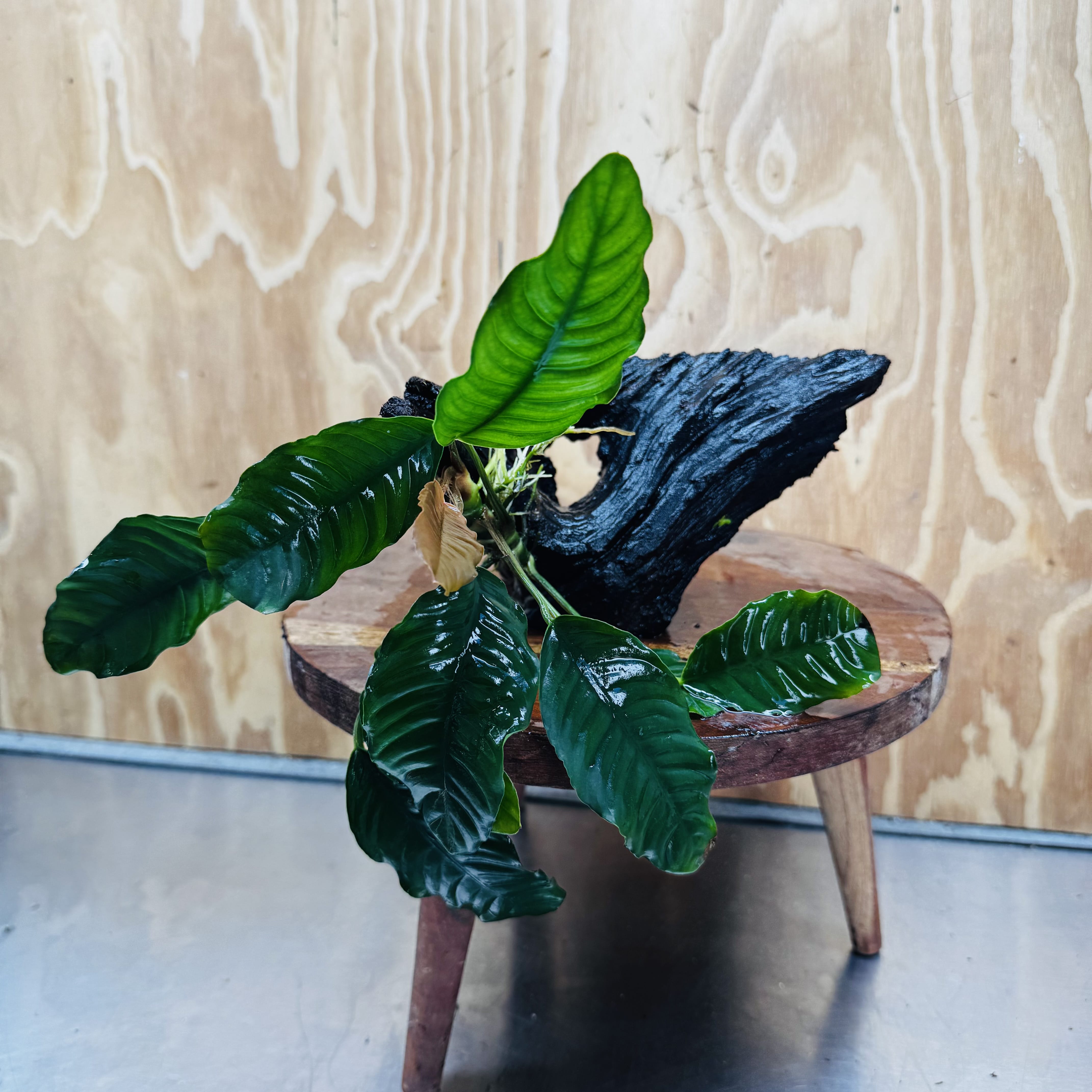 Scapeshop.com.au One Only Anubias 'Coffeefolia' on Medium Driftwood Creation - One Only - Grace Anubias Coffeefolia on Medium Driftwood - ONE ONLY - Scapeshop