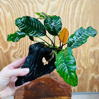 Scapeshop.com.au One Only Anubias 'Coffeefolia' on Medium Driftwood Creation - One Only - Grace Anubias Coffeefolia on Medium Driftwood - ONE ONLY - Scapeshop