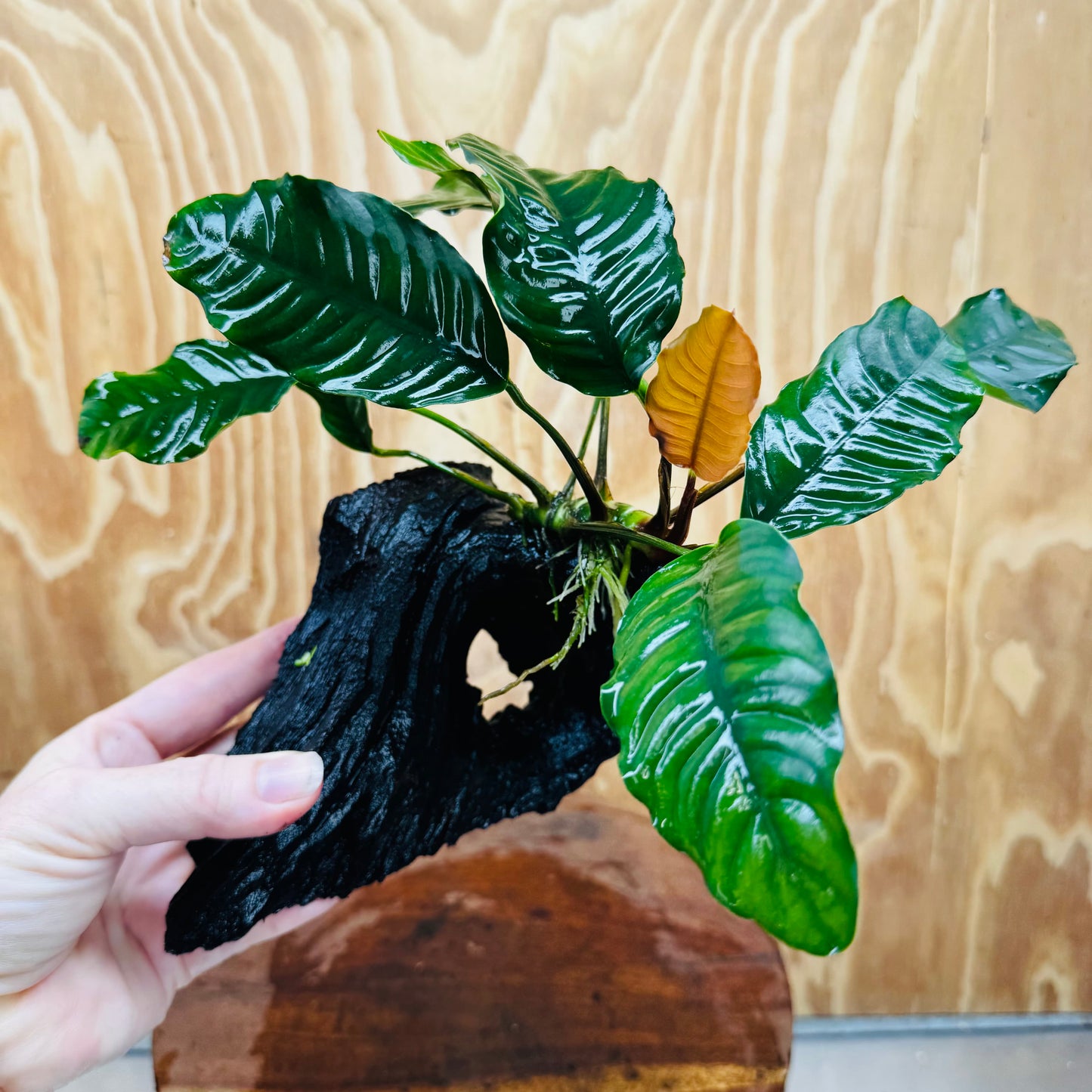 Scapeshop.com.au One Only Anubias 'Coffeefolia' on Medium Driftwood Creation - One Only - Grace Anubias Coffeefolia on Medium Driftwood - ONE ONLY - Scapeshop