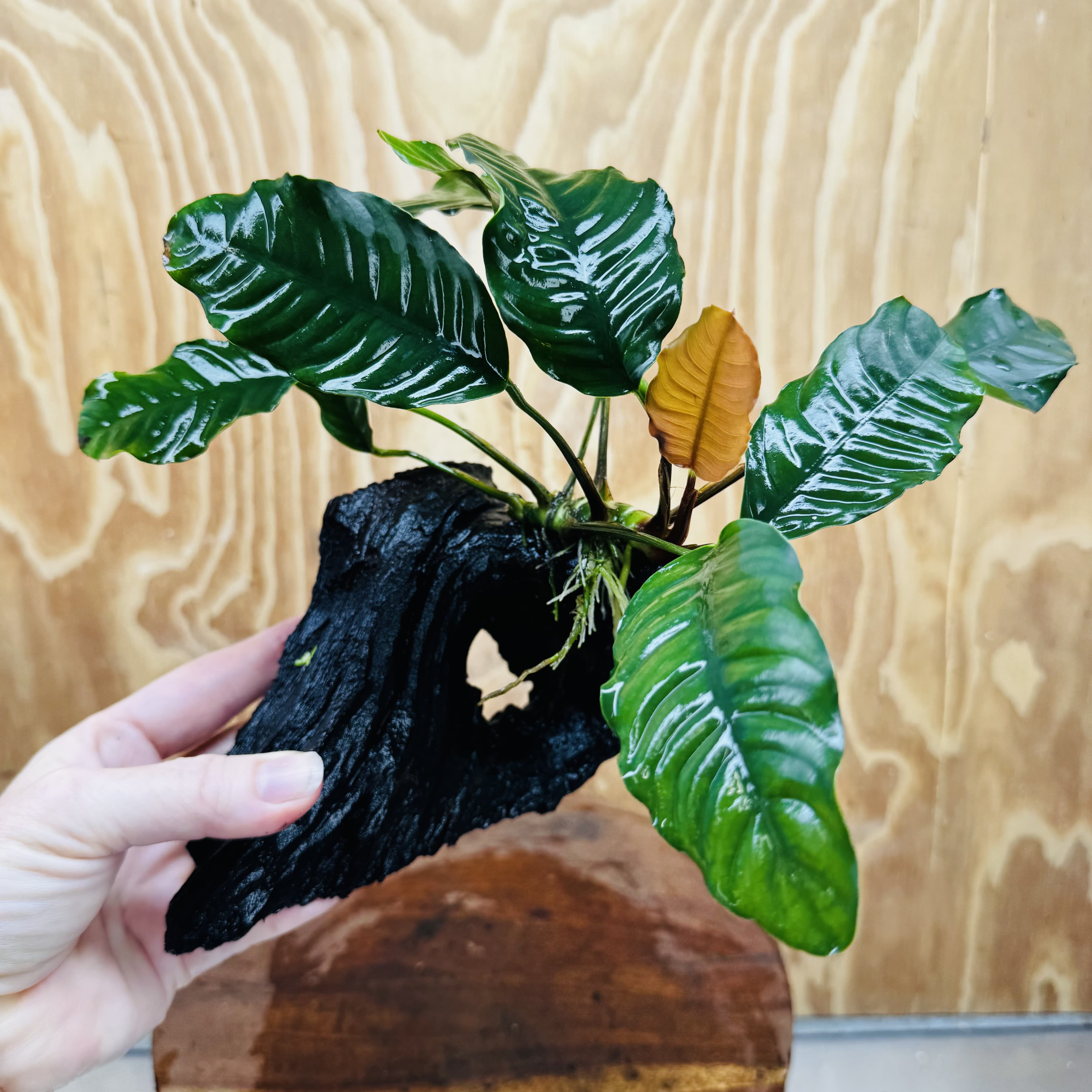 Scapeshop.com.au One Only Anubias 'Coffeefolia' on Medium Driftwood Creation - One Only - Grace Anubias Coffeefolia on Medium Driftwood - ONE ONLY - Scapeshop