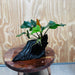 Scapeshop.com.au One Only Anubias 'Coffeefolia' on Medium Driftwood Creation - One Only - Grace Anubias Coffeefolia on Medium Driftwood - ONE ONLY - Scapeshop