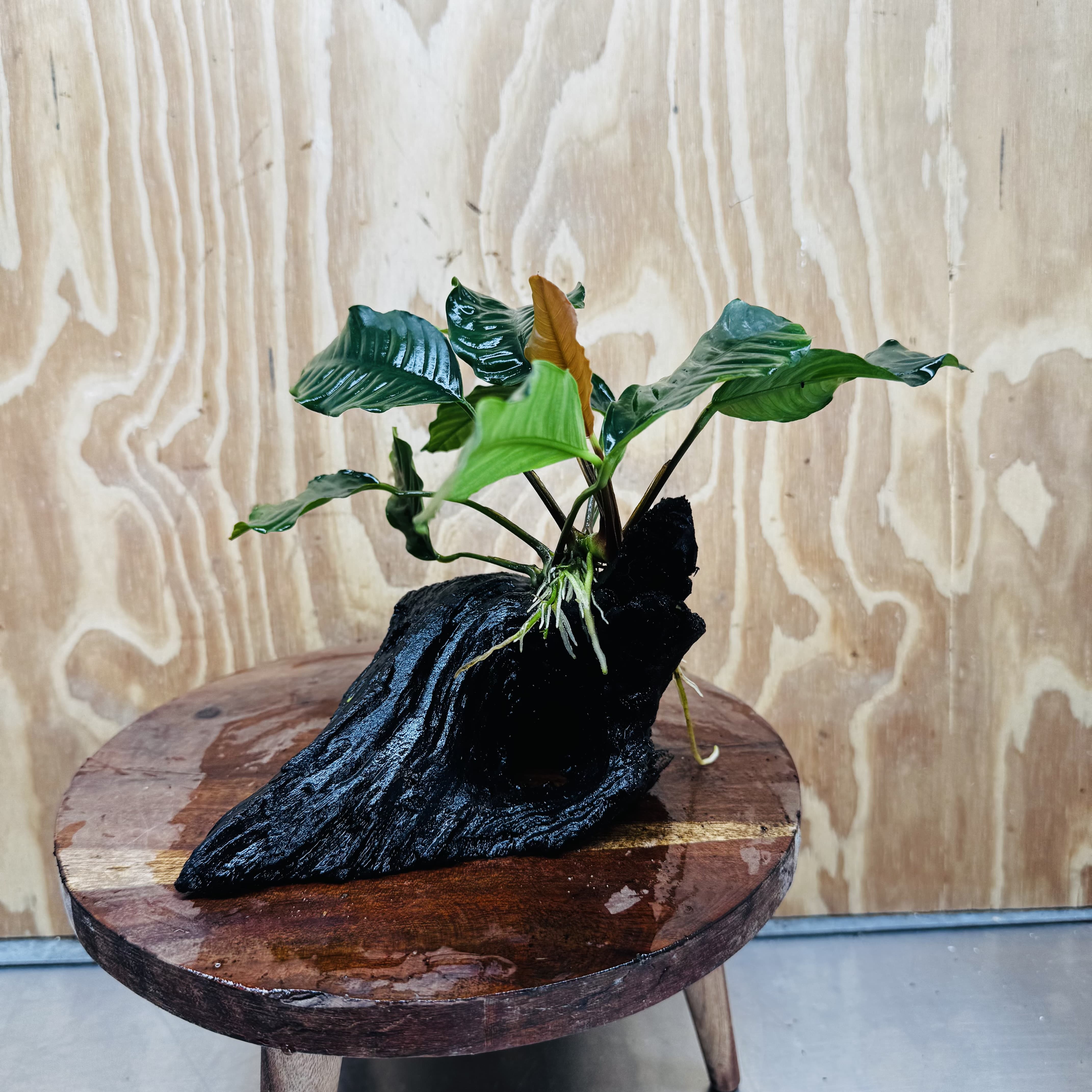 Scapeshop.com.au One Only Anubias 'Coffeefolia' on Medium Driftwood Creation - One Only - Grace Anubias Coffeefolia on Medium Driftwood - ONE ONLY - Scapeshop