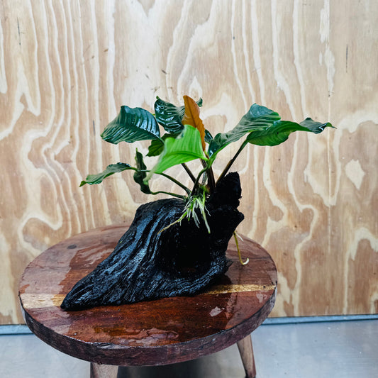 Scapeshop.com.au One Only Anubias 'Coffeefolia' on Medium Driftwood Creation - One Only - Grace Anubias Coffeefolia on Medium Driftwood - ONE ONLY - Scapeshop