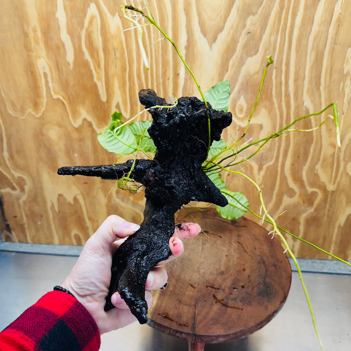 Scapeshop.com.au One Only Anubias 'Coffeefolia' on Medium Driftwood Creation - One Only - Grace Anubias Coffeefolia on Medium Driftwood - ONE ONLY - Scapeshop