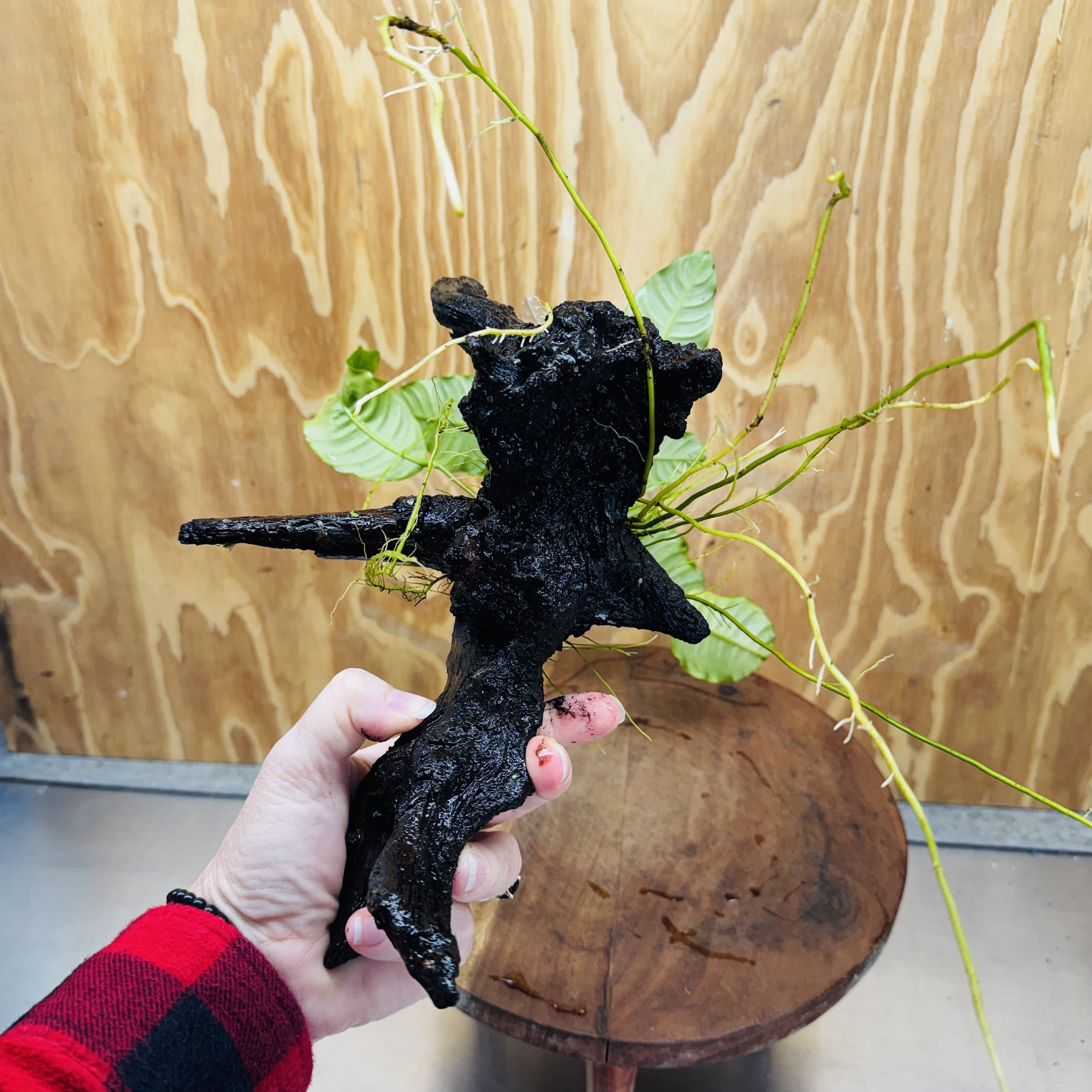 Scapeshop.com.au One Only Anubias 'Coffeefolia' on Medium Driftwood Creation - One Only - Grace Anubias Coffeefolia on Medium Driftwood - ONE ONLY - Scapeshop