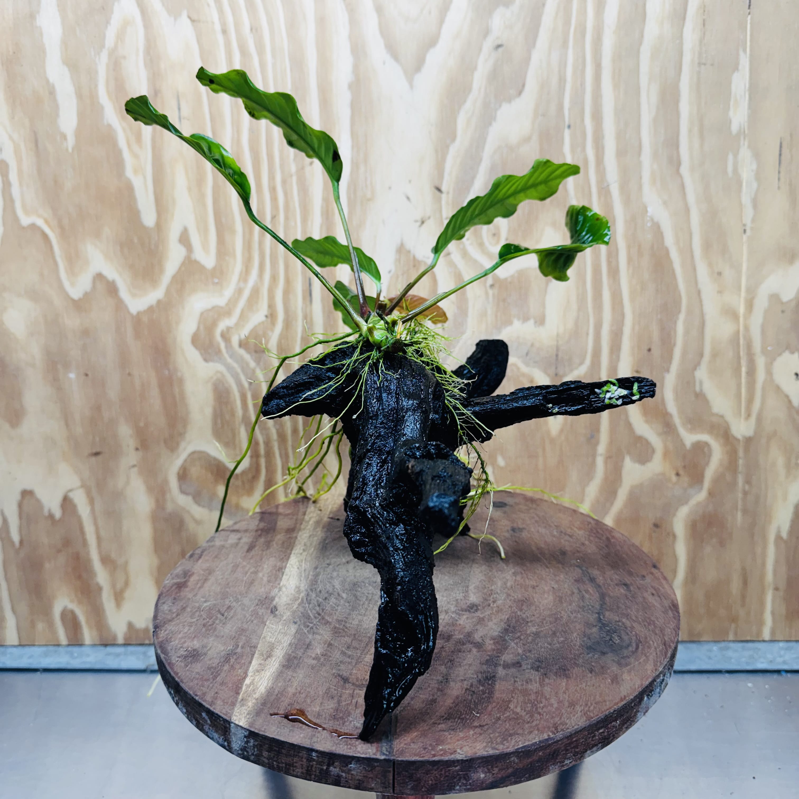 Scapeshop.com.au One Only Anubias 'Coffeefolia' on Medium Driftwood Creation - One Only - Grace Anubias Coffeefolia on Medium Driftwood - ONE ONLY - Scapeshop