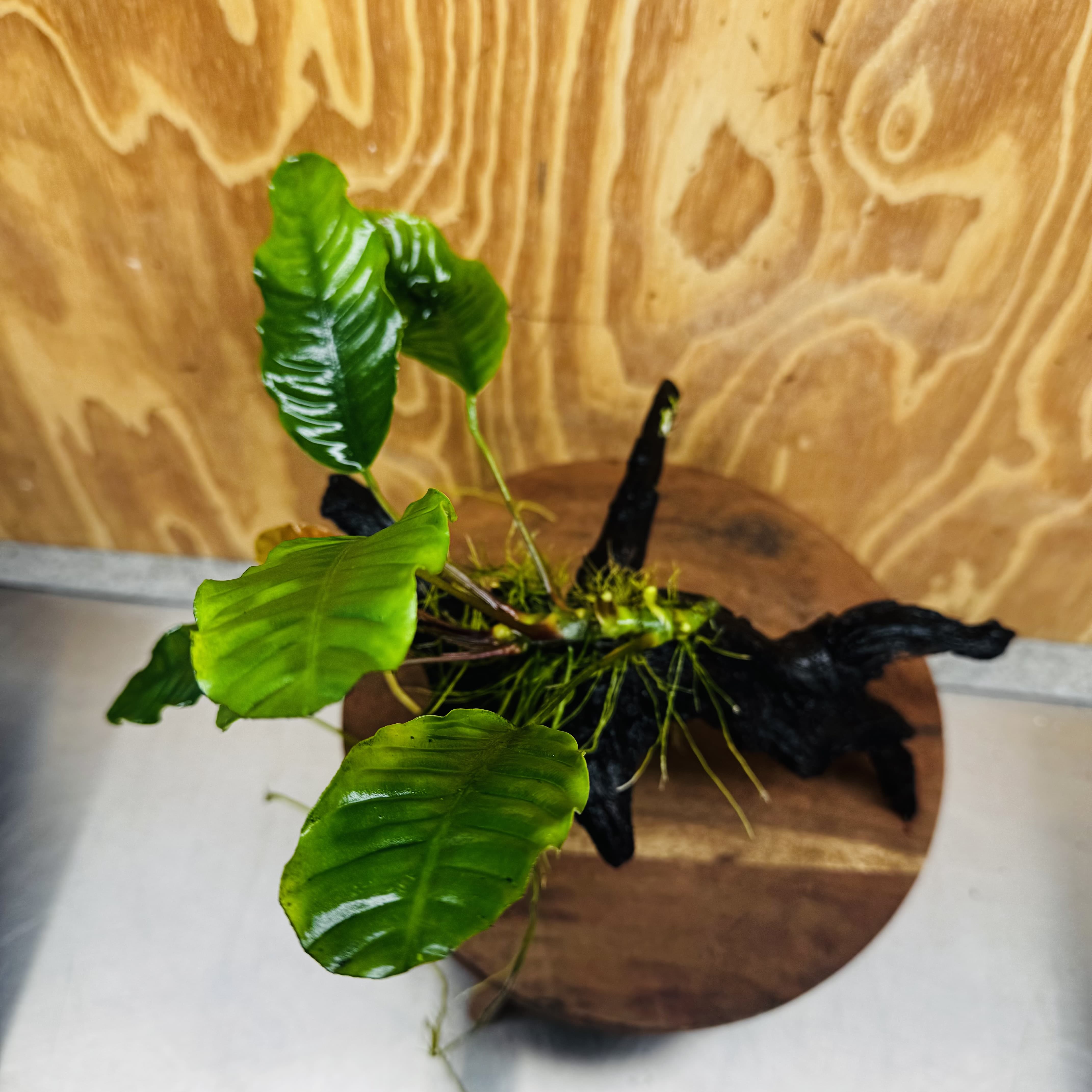 Scapeshop.com.au One Only Anubias 'Coffeefolia' on Medium Driftwood Creation - One Only - Grace Anubias Coffeefolia on Medium Driftwood - ONE ONLY - Scapeshop