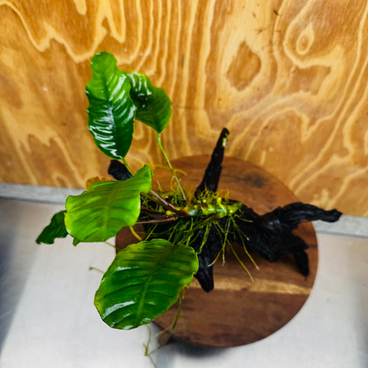 Scapeshop.com.au One Only Anubias 'Coffeefolia' on Medium Driftwood Creation - One Only - Grace Anubias Coffeefolia on Medium Driftwood - ONE ONLY - Scapeshop