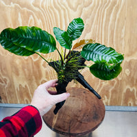 Scapeshop.com.au One Only Anubias 'Coffeefolia' on Medium Driftwood Creation - One Only - Grace Anubias Coffeefolia on Medium Driftwood - ONE ONLY - Scapeshop