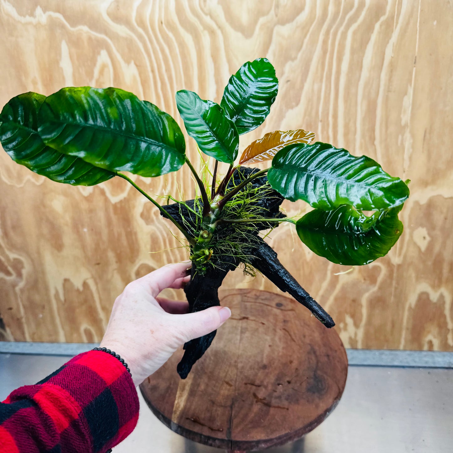 Scapeshop.com.au One Only Anubias 'Coffeefolia' on Medium Driftwood Creation - One Only - Grace Anubias Coffeefolia on Medium Driftwood - ONE ONLY - Scapeshop
