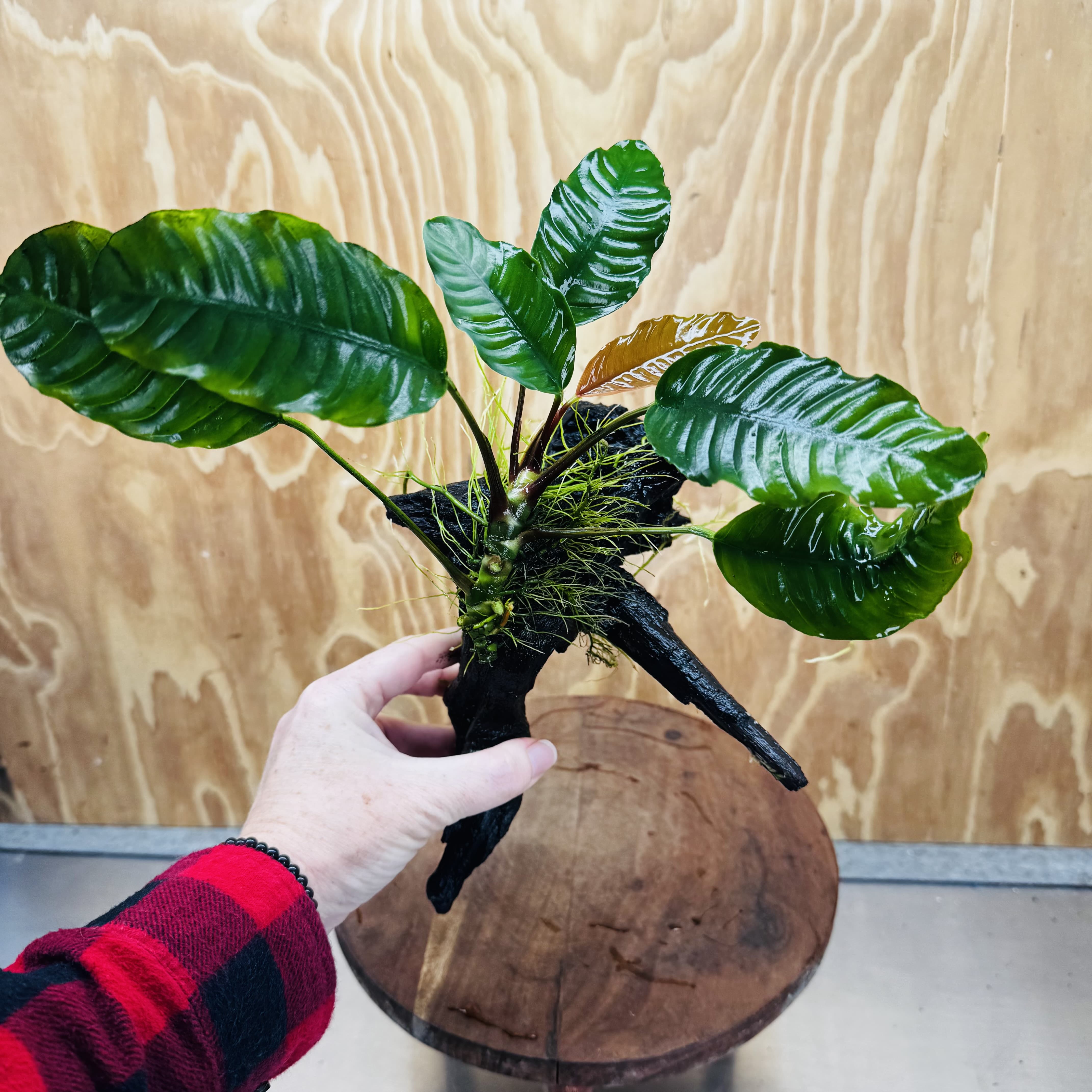 Scapeshop.com.au One Only Anubias 'Coffeefolia' on Medium Driftwood Creation - One Only - Grace Anubias Coffeefolia on Medium Driftwood - ONE ONLY - Scapeshop