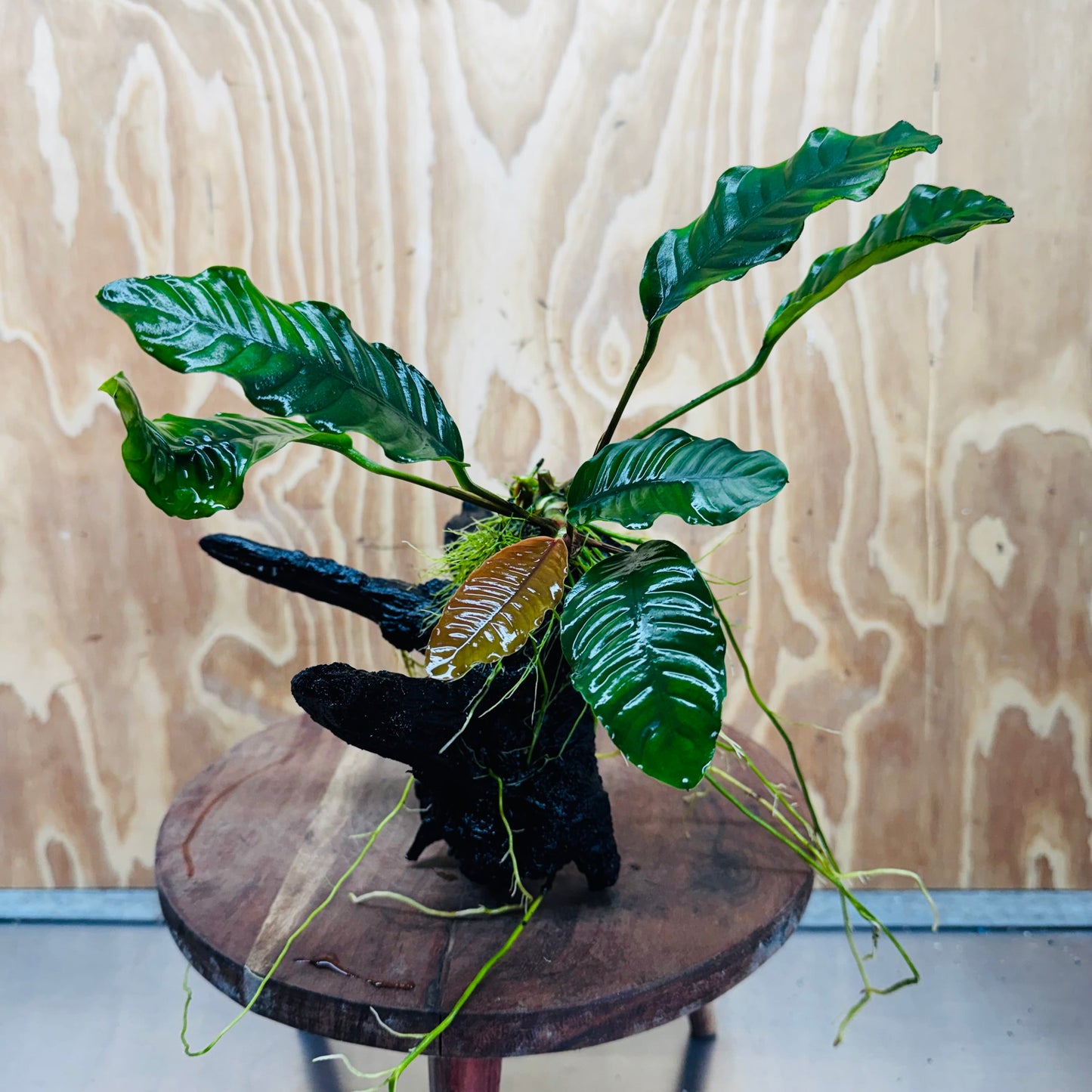 Scapeshop.com.au One Only Anubias 'Coffeefolia' on Medium Driftwood Creation - One Only - Grace Anubias Coffeefolia on Medium Driftwood - ONE ONLY - Scapeshop